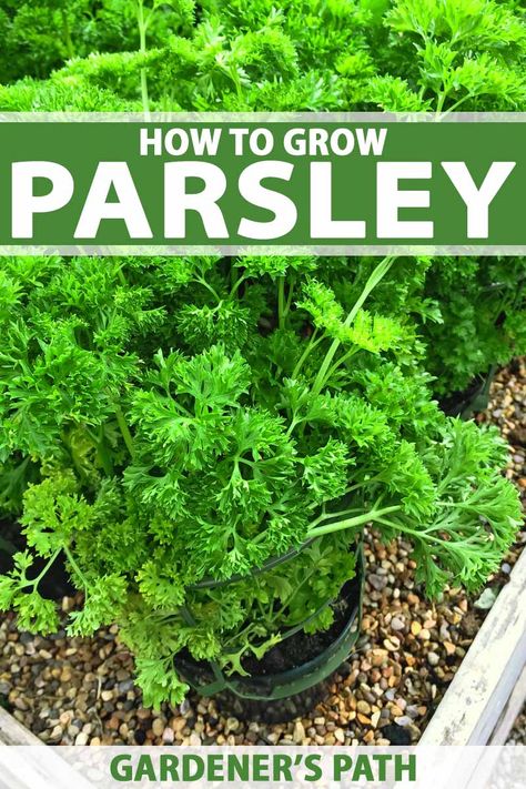 Are you looking for a tasty and useful herb to add to your kitchen garden? Try growing parsley! It has many applications ranging from an ingredient or garnish in your culinary pursuits or can be used as a medicinal herb. East to propagate, they can be grown directly in the ground or potted in planters where they provide an attractive green foliage that can blend right in with ornamentals. Find out all you need to know on Gardener’s Path now. #herbs #growingfood #kitchengardens #gardenerspath How To Grow Parsley, Grow Parsley, Growing Parsley, Parsley Plant, Regrow Vegetables, Gardening Herbs, Deer Proof, Urban Homestead, Grow Herbs