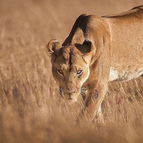 Feline Centaur, Lioness Aesthetic, Maasai Mara Kenya, Kenya Wildlife, Female Lion, Maasai Mara, Lion Photography, Lions Photos, Lion Love