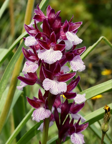 Name: Butterfly Orchid (Anacamptis papilionacea); Range: Mediterranean Basin Names Of Butterflies, Butterfly Orchid, Orchid Plant, Exotic Orchids, Orchid Plants, Small Leaf, Pull Apart, Orchid Flower, Pink Butterfly