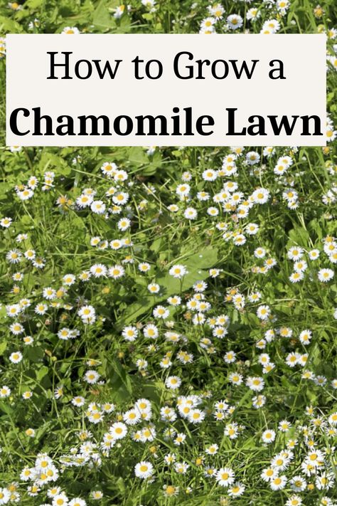 How to Grow a Chamomile Lawn Low Ground Cover, Garden Ground Cover, Alternative Grass Ideas, Garden Ground Cover Ideas, Chamomile Ground Cover, Lawn Alternative, Small Low Maintenance Garden Ideas, How To Grow Camomile, Alternative Lawns