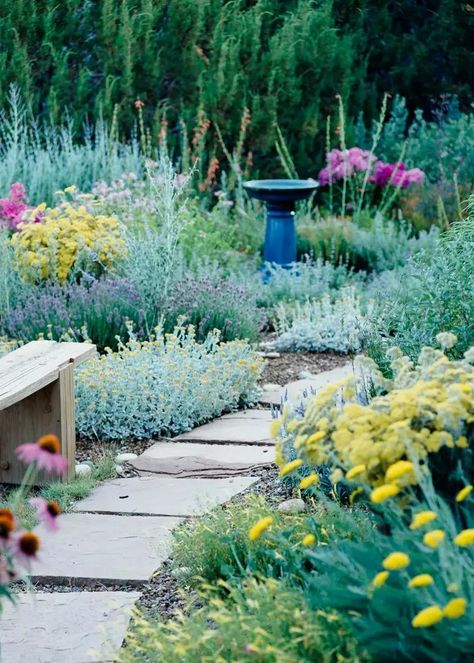 11 Drought-Tolerant Landscaping Ideas That Save Water and Look Amazing Perennial Garden Plans, Taman Air, Drought Tolerant Perennials, Low Water Gardening, Drought Tolerant Garden, Walkways Paths, Wildlife Garden, Drought Tolerant Landscape, Have Inspiration