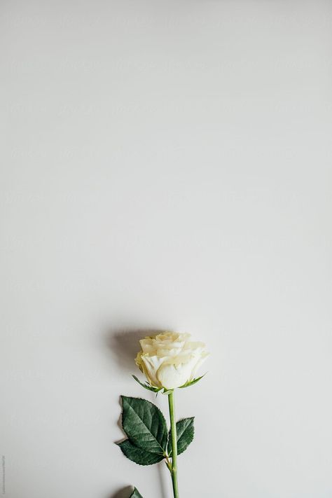 White Background Aesthetic Flowers, White Rose Wallpaper Aesthetic, White Roses Aesthetic Vintage, White Roses Aesthetic Wallpaper, White Roses Aesthetic Dark, White Rose Aesthetic, White Rose Photography, White Roses Aesthetic, Rose Flower Photography