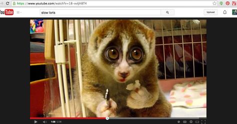 For Lazy People Everywhere: Make a GIF Using Youtube Slow Loris, Unusual Animals, Animal Species, Cute Wild Animals, Cute Creatures, Cuteness Overload, Animals Friends, Beautiful Creatures, Animals Wild