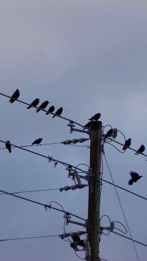 A bunch of birds perched on telephone wires. Wallpaper background aesthetic of birds on a wire. #birds Bird On Telephone Wire, Birds On A Wire Photography, Bird Aethstetic, Telephone Wires Aesthetic, Crows On A Wire, Telephone Wire Tattoo, Birds Astethic, Birds Wallpaper Aesthetic, Bird Aesthetic Dark