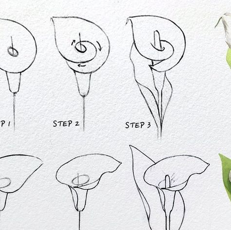 Kate Kyehyun Park on Instagram: "- Various type of calla lily. -" Calla Lily Drawing, Lilly Flower Drawing, Lilies Drawing, Lilly Flower, Brush Pens, Acrylic Painting Tutorials, Flower Doodles, August 10, Lily Flower