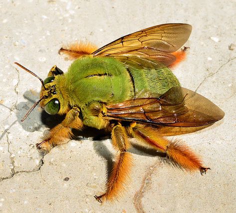 Carpenter bees are so named because they excavate dead wood as well as structural timbers of buildings to create nest chambers. Regard Animal, Cool Insects, 동화 삽화, Carpenter Bee, Cool Bugs, Beautiful Bugs, Creepy Crawlies, Arthropods, Pretty Animals