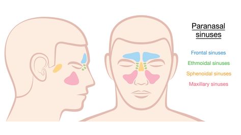 Sinus Massage Techniques That Reduce Congestion | INTEGRIS Health Sinus Pressure Points, Sinus Massage, Relieve Sinus Congestion, Remedy For Sinus Congestion, Sinus Drainage, Sinus Remedies, Massage Pressure Points, Relieve Sinus Pressure, Paranasal Sinuses