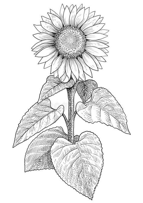 Drawing Eyes, Sunflower Sketches, Sunflower Illustration, Sunflower Drawing, Couple Drawing, Sunflower Cards, Sunflower Tattoos, White Drawing, Flower Sketches