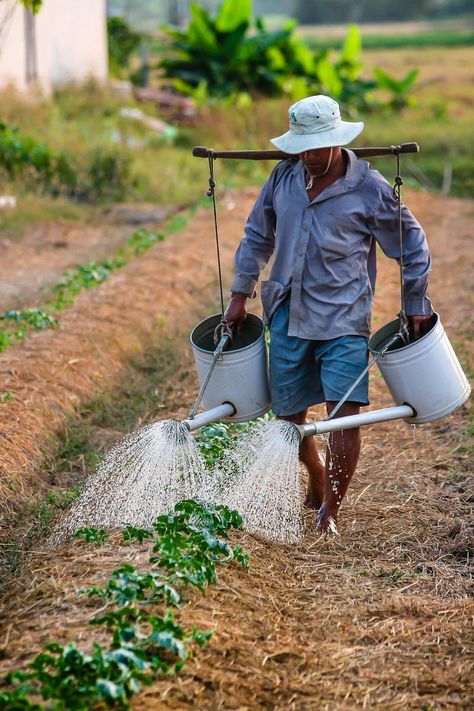 Man Watering the Plant during Daytime Winter Chicken Coop, Math Presentation, Uses Of Water, Homestead Family, Selling Eggs, Rain Clothes, Simple Living Ideas, Properties Of Water, Freezing Eggs