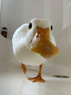 Cute Ducks, Cute Ducklings, A Duck, Animal Photos, Little Animals, Cute Little Animals, Adorable Animals, Ducks