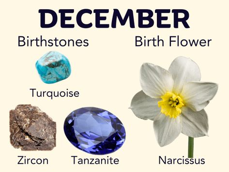 December mnoth Birthstones and Birth Flower Month Birthstones, Birth Month Symbols, Flower Symbols, Birth Symbols, Birth Facts, December Born, December Month, Birthday Month Flowers, December Baby