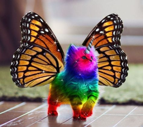 A rainbow, butterfly, unicorn kitty...Why? Because sometimes you just need a rainbow butterfly unicorn kitten. Rainbow Kittens, Unicorn Cat, Rainbow Cat, Rainbow Butterfly, Rainbow Unicorn, A Butterfly, A Rainbow, Crazy Cats, Cats And Kittens