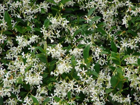 Italian Jasmine, great for zone 7 Star Jasmine Vine, Jasmine Bush, Carolina Jasmine, Clematis Paniculata, Deer Proof Plants, Trachelospermum Jasminoides, Jasmine Vine, Jasmine Star, Jasmine Plant