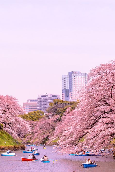 The Chidorigafuchi moat of the Imperial Palace in Tokyo during the cherry blossom Japan Tourist, Things To Do In Tokyo, Meiji Shrine, Japan Holidays, Visit Tokyo, Tokyo Skytree, Japan Vacation, Tokyo Tower, Japan Culture