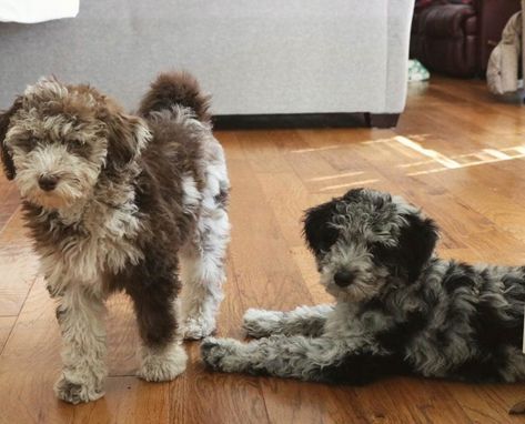 Aussiedoodle Haircut, Mini Aussiedoodles, Aussie Poo, Mini Aussiedoodle, Aussiedoodle Puppies, Doodle Breeds, Doodle Dog, Blue Merle, Poodle Puppy