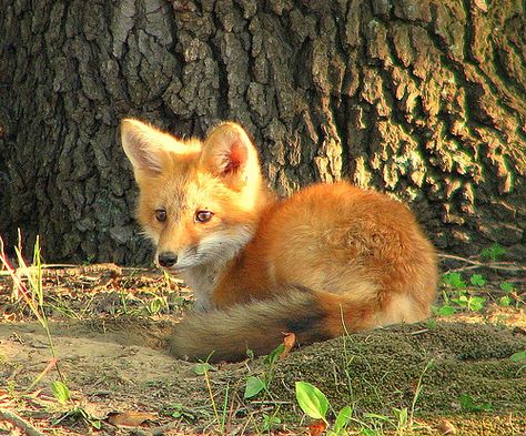 Fox cute baby One Of My New Neighbors | Flickr - Photo Sharing! Fox Curled Up, Cute Fox Pictures, Cute Foxes, Fox Pups, Fox Pictures, Pet Fox, Pretty Animals, Wild Dogs, Silly Animals