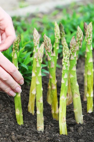 How To Plant Asparagus For Success! - With Video When To Plant Asparagus, Planting Asparagus Crowns, Asparagus Growing, Plant Asparagus, Grow Asparagus, Asparagus Seeds, Asparagus Plant, Growing Asparagus, Kitchen Scraps