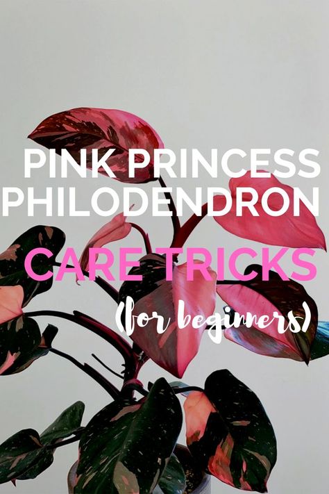 The Pink Princess Philodendron is one of the most unique house plants out there, but it can also be one of the trickiest house plants to grow. Learn how to care for a pink princess philodendron here. #indoorgarden #indoorgardening #gardening Unique House Plants, Fall Gardening Ideas, Indoor Plant Care Guide, Pink Princess Philodendron, Philodendron Care, Princess Philodendron, Ideas Garden Design, Fall Gardening, Philodendron Plant