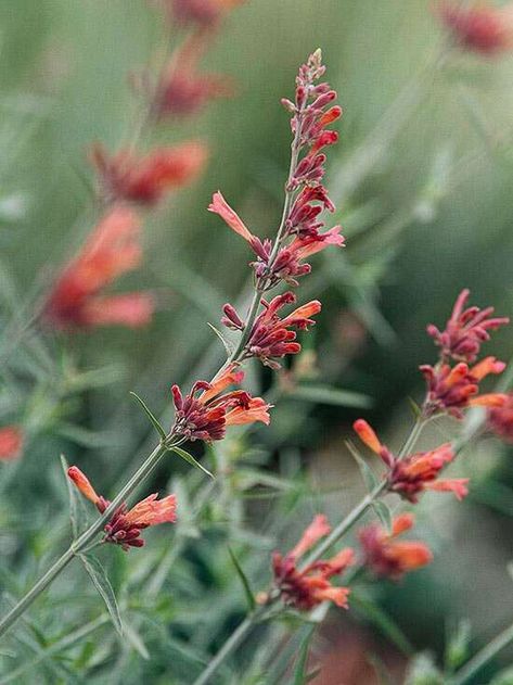 Desert Sunrise hyssop Agastache Rupestris, Southwest Garden, Colorado Garden, Perennial Sunflower, Mailbox Garden, Practical Garden, Arizona Gardening, Drought Tolerant Perennials, Desert Sunrise