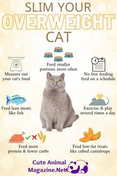 Kitty Care, Cat Health Problems, Cat Nutrition, Cat Exercise, Cat Language, Cat Health Care, Cat Hacks, Healthy Cat, Cat Care Tips