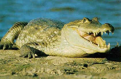 >El Caimán del Orinoco en peligro de extinción | elambienteron Caiman, Animals, Nature, Reptiles, Elephant