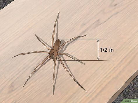 Brown Recluse Spider Tattoo, Brown Spider Spiritual Meaning, Spider Facts, Spiders Symbolism, Common Spiders, Recluse Spider, Brown Recluse Spider, Texas Brown Tarantula, Brown Recluse