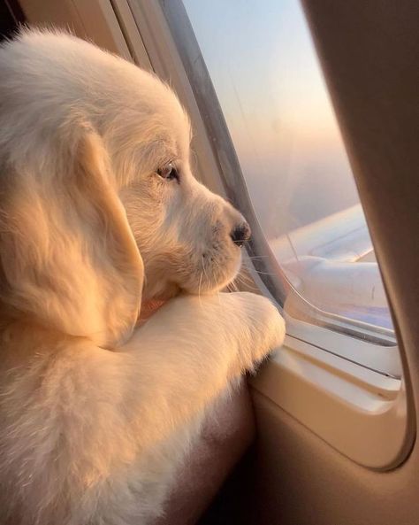 Catch Flights Not Feelings, Dogs Images, Cute Dog Wallpaper, Cute Dogs Images, Very Cute Puppies, Catch Flights, Super Cute Puppies, Cute Small Animals, Cute Dog Photos