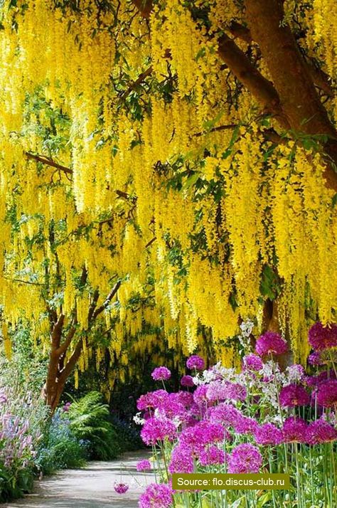 10 World’s Most Stunning Flowering Tree Displays 49 Most Beautiful Trees In The World, Beautiful Tree Photography, Trees With Flowers, Most Beautiful Trees, Spring Blooming Trees, Unique Landscaping, Spring Flowering Trees, Flower Trees, Horse Chestnut Trees