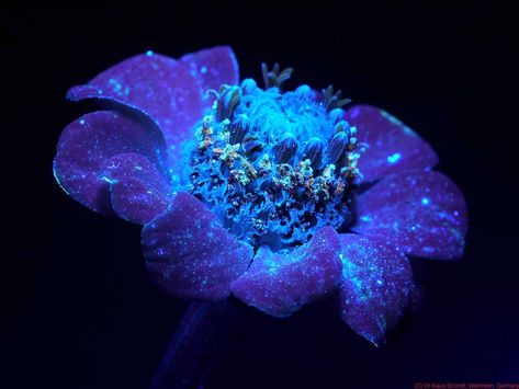 Photography of the Invisible World: Zinnia: UV Induced Visible ...  Christopher Getts and Studio 1A Sydney Mood Board www.studio1asydney.com Uv Flower Photography, Uv Aesthetic, Bioluminescent Flowers, Ultraviolet Photography, Uv Photography, Glowing Flowers, Creator Studio, Ultraviolet Light, Visible Light