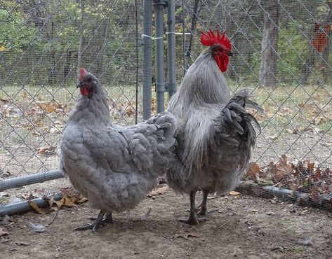 Lavendar Orpington, Lavender Orpington Chickens, Lavender Orpington, Lavender Chicken, Orpington Chickens, Chicken Nesting Boxes, Dust Bath, Chicken Health, Backyard Flocks