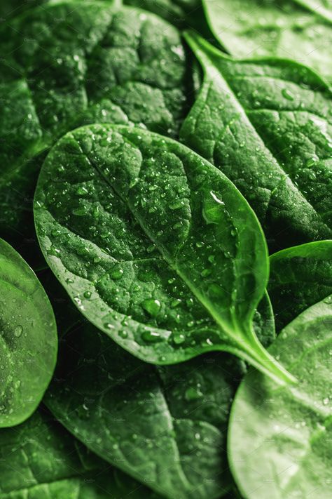 Macro photography of fresh spinach. by Edalin's Store on @creativemarket Green Vegetables Photography, Food Texture Photography, Colourful Food Photography, Spinach Aesthetic, Vegetable Photography, Macro Food Photography, High Protein Vegetables, Macro Photography Tips, Vegetables Photography