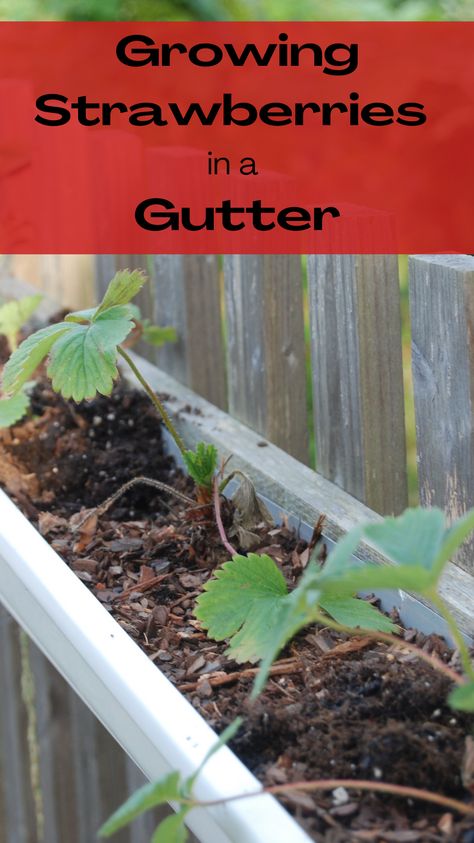 Easy Way To Grow Strawberries, Strawberry Care Plants, Easy Strawberry Planter Diy, Strawberry Growing Ideas Vertical, Where To Plant Strawberries, Growing Strawberries In Gutters, Strawberry Gutter Garden, Strawberry Growing Tips, Growing Strawberries In Raised Beds