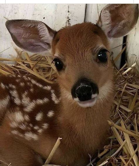 Regnul Animal, Deer Pictures, Pretty Animals, Silly Animals, Cute Wild Animals, Baby Deer, Cute Animal Photos, Cute Animal Pictures, Cute Creatures