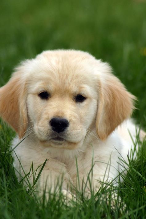 Golden Retriever Cutest Animals, Golden Retriever Mix, Golden Puppy, Love My Dog, A Golden Retriever, Best Dog Breeds, Golden Retriever Puppy, Retriever Puppy, Cute Dogs And Puppies