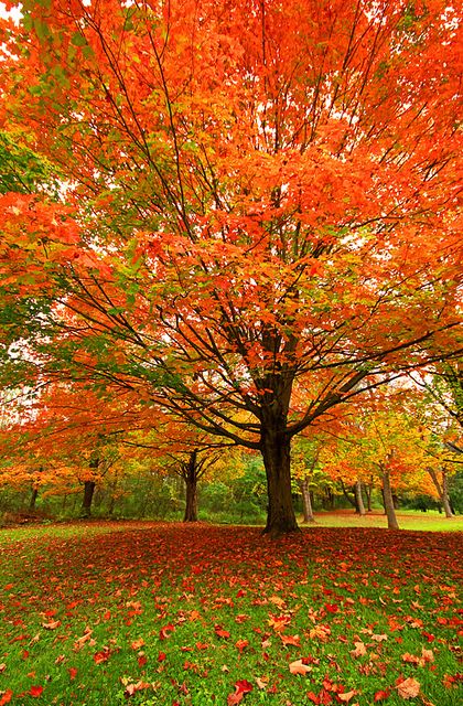 동화 삽화, Fall Tree, Autumn Scenes, Autumn Scenery, Foto Art, Autumn Beauty, Fall Pictures, Beautiful Nature Wallpaper, Autumn Landscape