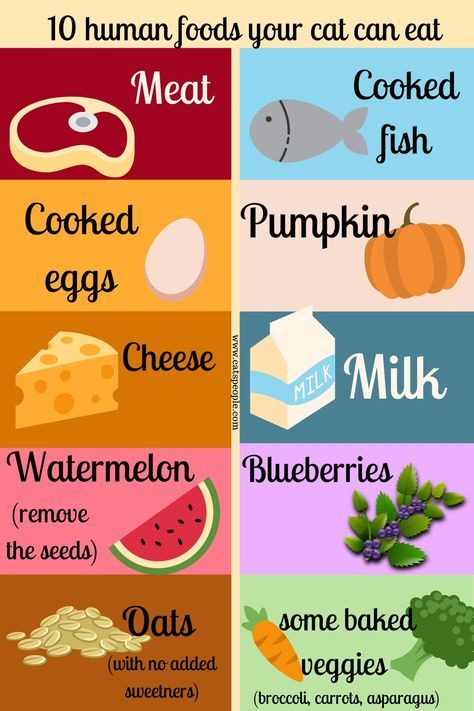 Human Food For Cats, Foods Cats Can Eat, Cat Infographic, Sporty Dog, Healthy Cat Food, Homemade Cat Food, Colorful Hairstyles, Pumpkin Dog Treats, Baby Dior