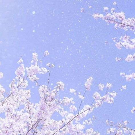 Winter Anime Aesthetic, Blue Sakura Cherry Blossoms, Wallpaper With Blue, Blossom Wallpaper, Cherry Blossom Wallpaper, Aesthetic Preppy, Pretty Flower, Blue Soft, Anime Aesthetic