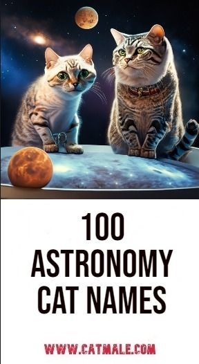 Astronomy Cat Names Space Names Astronomy, Cat Breeds List, Boy Cat Names, Girl Cat Names, Unique Cat Names, Cute Cat Names, Space Names, Panther Cat, Space Animals