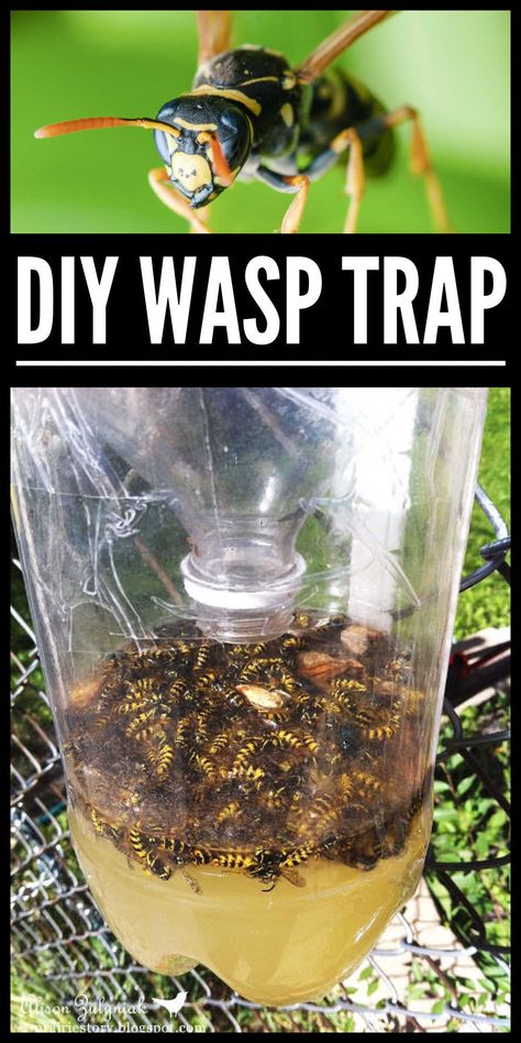 Diy Wasp And Hornet Trap, Diy Wasp Trap Solution, Home Made Wasp Trap, Wasp Traps Diy How To Make, Bee Catcher Diy Wasp Traps, Diy Fake Wasp Nest, Hornet Trap Diy, Kill Wasps How To Get Rid, Wasp Trap Bait Recipe