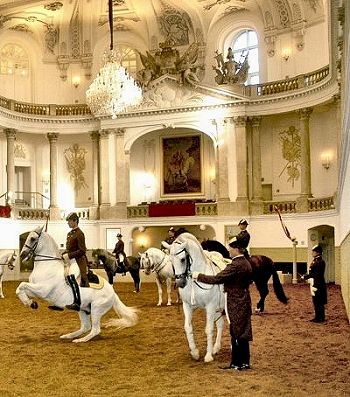 A public viewing of the Lipizzan horses at The Spanish Riding School was a highlight of my visit to Vienna, Austria. www.marianneperry.ca Lippizaner Horses, Spanish Riding School Vienna, Spanish Riding School, Viking Cruises Rivers, Riding School, White Horses, Central Europe, Donkeys, River Cruises