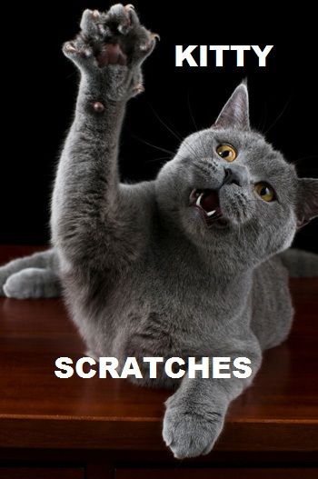 Kitty Scratches Cat Attack, Starbucks Card, Cat Reference, British Shorthair Cats, Red Lobster, Cat Help, Cat Parenting, Cat Claws, Kitty Kitty