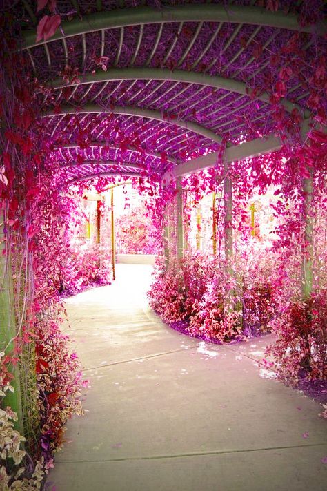 flower tunnel Secret Gardens, نباتات منزلية, Have Inspiration, Bougainvillea, Home Photo, Dream Garden, Walkway, Arbor, Pretty Flowers