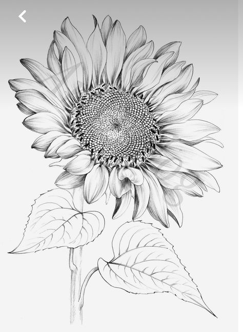 Feather Hand Tattoo, Sunflower Drawing Pencil, Micron Drawing, Sunflower Outline, Sunflower Sketch, Black Canvas Art, Sunflower Drawing, Sunflower Photo, Cartoon Character Tattoos