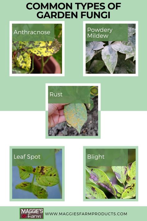 Common Types of Garden Fungi infographic. Black spot, powdery mildew, rust, leaf spot, and blight. Human Muscle Anatomy, Plant Pathology, Womens Health Care, Social Media Advertising Design, Crop Rotation, Gardening 101, Plant Diseases, Plant Science, Strawberry Plants