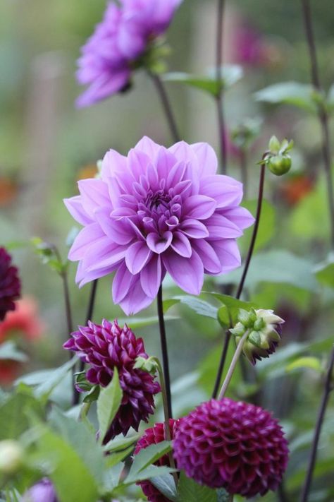 Lilac and Purple Dahlias. Such a vibrant colour for your cottage garden ideas. Purple Dahlias, Cottage Garden Ideas, Shades Of Lilac, Purple Dahlia, Cottage Garden Plants, Dahlia Flower, Summer Flowers, Cottage Garden, Dahlia