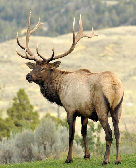 Grand canyon. Man on the cliff in Grand Canyon (North Rim , #sponsored, #Man, #canyon, #Grand, #cliff, #Rim #ad Sambar Deer, Elk Pictures, Grand Prince, Deer Species, Coyote Hunting, Deer Hunting Blinds, Bull Elk, Red Tailed Hawk, Elk Hunting