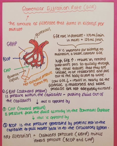 Glomerular Filtration Rate, Glomerular Filtration, Osmotic Pressure, Anatomy And Physiology, Medical School, Biology, Anatomy, Medical