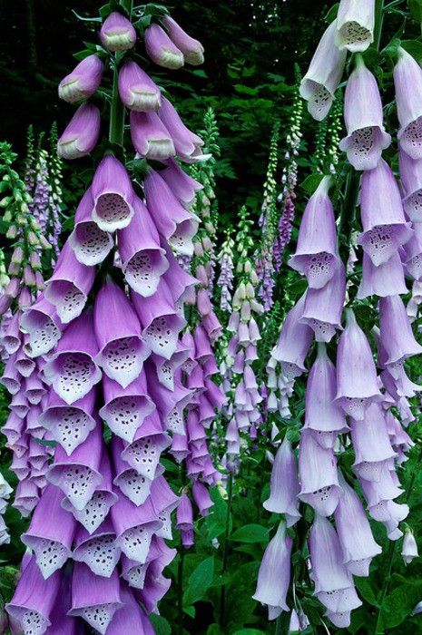 Lavender  Lace...the beauty of nature Fox Glove, Flowers Growing, Cottage Gardens, Delphinium, Garden Cottage, Ranunculus, Purple And White, Exotic Flowers, The Grass