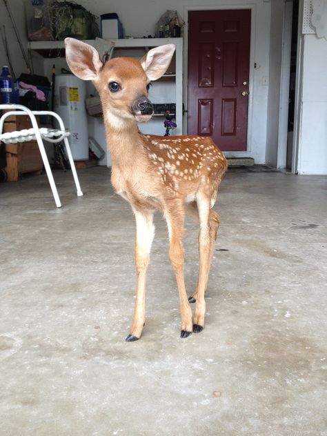 Open Garage, Palmetto Florida, Fawns Deer, Under Your Spell, Pretty Animals, Oh Deer, Baby Deer, The Dogs, Woodland Creatures