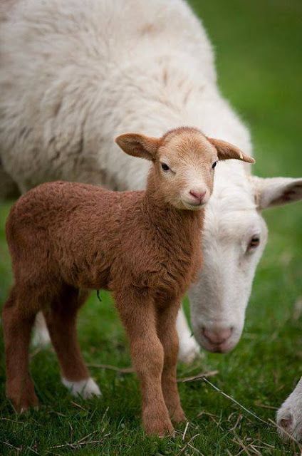 Zebras, Baby Lamb, Sheep And Lamb, Country Scenes, Sweet Animals, The Grass, Animal Photo, 귀여운 동물, Animals Friends